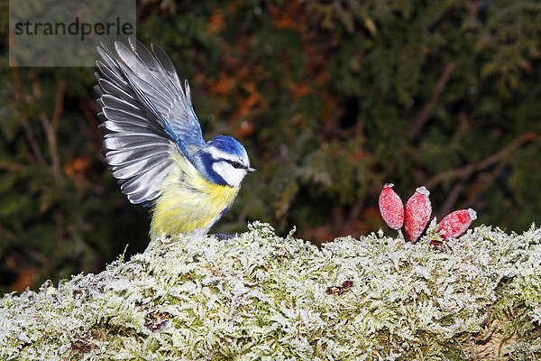 Blaumeise (Parus caeruleus  Cyanistes caeruleus) im Winter  Meise an Futterstelle  Vogelfütterung