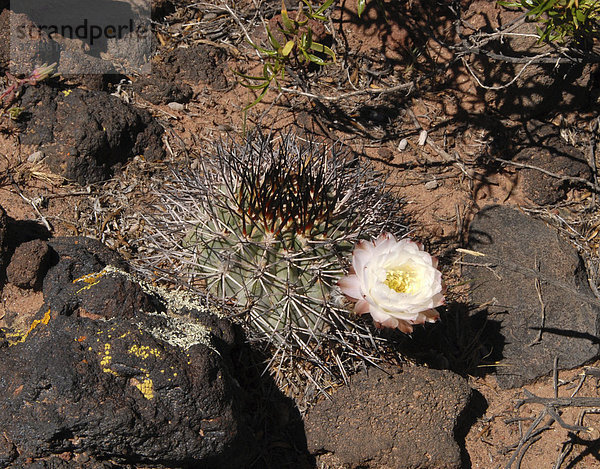 Blühender Kugelkaktus (Lobivia ferox) zwischen Lava-Geröll  La Poma  Provinz Salta  Anden  Argentinien  Südamerika