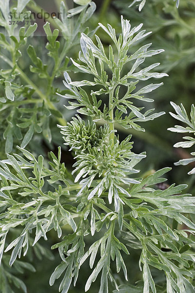 Absinthe Wormwood (Artemisia absinthium) leaves  Germany  Europe