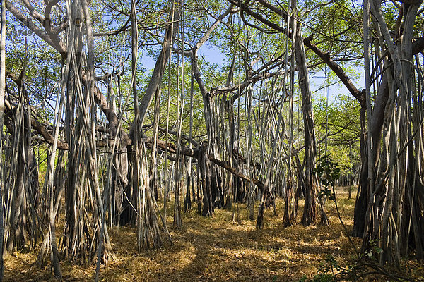 Banyan-Feige  Würgefeige (Ficus benghalensis)  Indien  Südasien