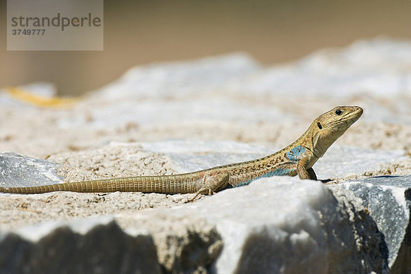 Peloponnes-Eidechse (Podarcis peloponnesiaca)  Männchen  Peloponnes  Griechenland  Europa