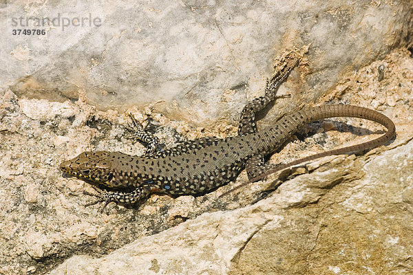 Eidechse (Lacertidae)  Peloponnes  Griechenland  Europa