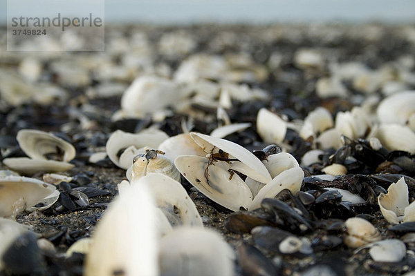 Shells on the beach  Ruegen Island  Mecklenburg-Western Pomerania  Germany  Europe