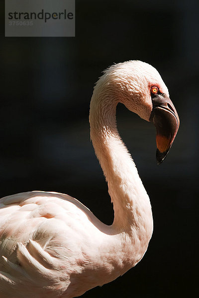 Flamingo (Phoenicopteridae)  Vogelpark Abensberg  Bayern  Deutschland