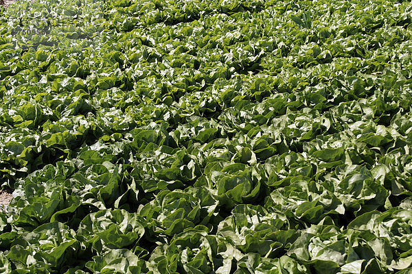 Feld mit grünem Salat  Südpfalz  Pfalz  Rheinland-Pfalz  Deutschland  Europa