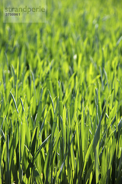 Getreidefeld im Frühling  Hintergrund  Textur