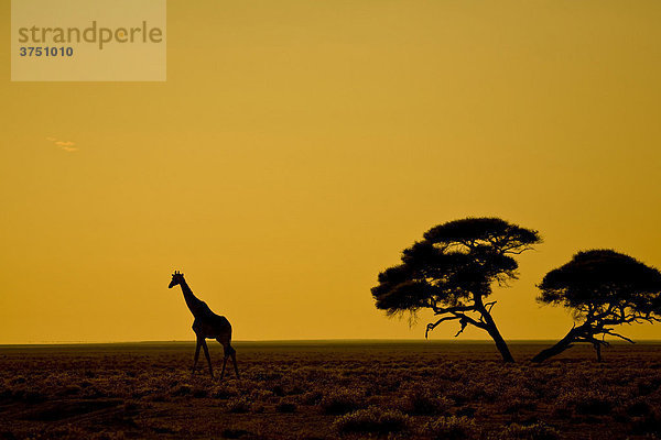 Giraffe (Giraffa camelopardalis) im Sonnenaufgang  Etosha Nationalapark  Namibia