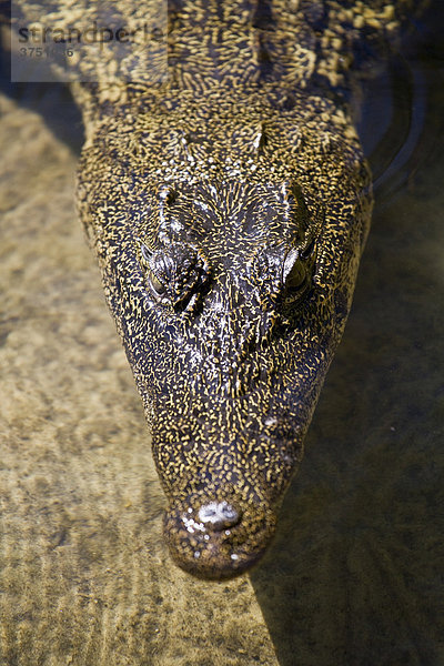 Krokodil (Crocodilia) im Wasser  Botswana  Afrika