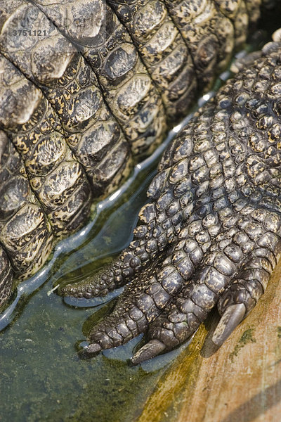 Klauen eines Krokodils (Crocodilia)