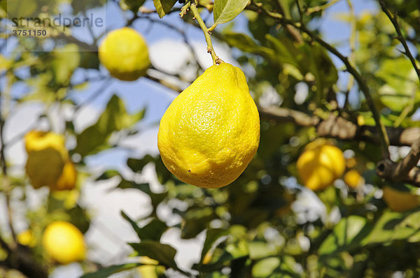 Zitrone (Citrus x limon)  Zitronenbaum  La Nucia  Alicante  Costa Blanca  Spanien