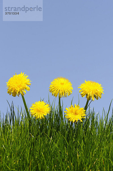 Löwenzahn (Taraxacum officinale) auf Wiese