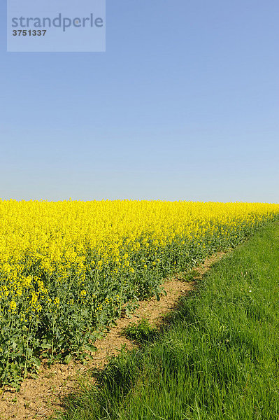 Blühendes Rapsfeld