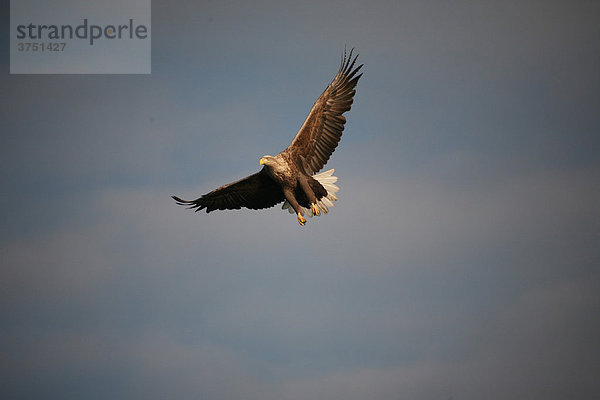 Seeadler (Haliaeetus albicilla) fliegend