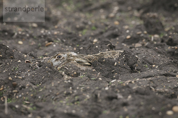 Feldhase (Lepus europaeus) in der Sasse in einer Ackerfurche