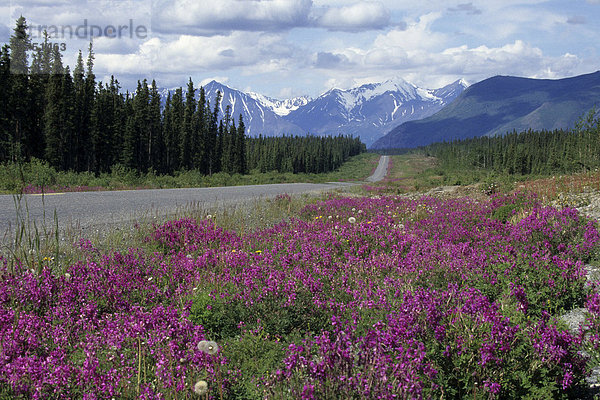 Arktische Weidenröschen (Chamerion latifolium)  Alaska Highway  Yukon Territorium  Kanada