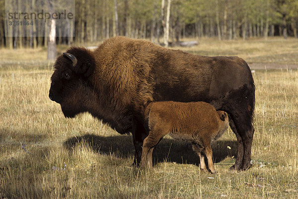Waldbisonkuh (Bison bison athabascae) säugt Kalb  Wood Buffalo Nationalpark  Alberta  Nordwest-Territorien  Kanada