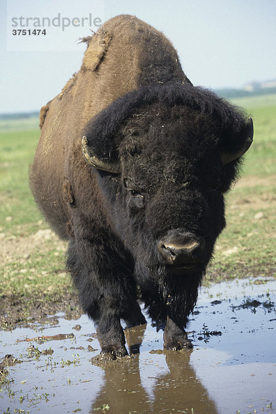 Präriebisonbulle (Bison bison bison)  Alaska