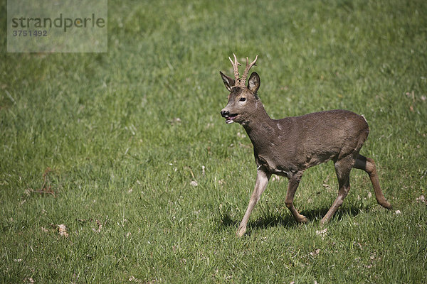 Rehbock (Capreolus capreolus) im Frühjahr