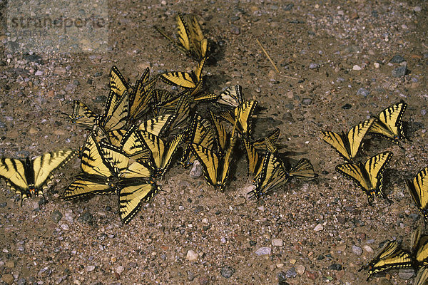 Schwalbenschwanzschmetterlinge (Papilio machaon) lecken Mineralien auf Kiesweg auf  Wood Buffalo Nationalpark  Alberta  Kanada