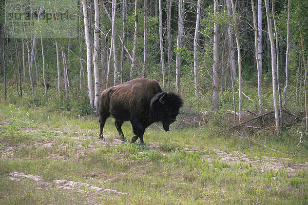 Waldbison (Bison bison)  Wood Buffalo Nationalpark  Alberta  Kanada