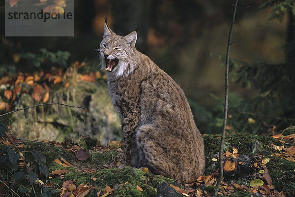 Luchs (Felis lynx) gähnend  Nationalpark Bayerischer Wald  Deutschland  Europa