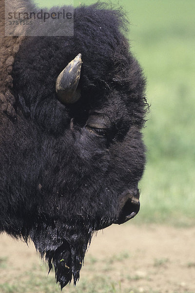 Präriebison (Bison bison)  Alaska  USA