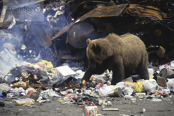 Grizzly (Ursus arctos horribilis) auf Müllkippe  Alaska  USA