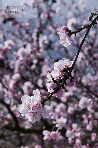 Mandelblüte (Prunus dulcis  Prunus amygdalus)