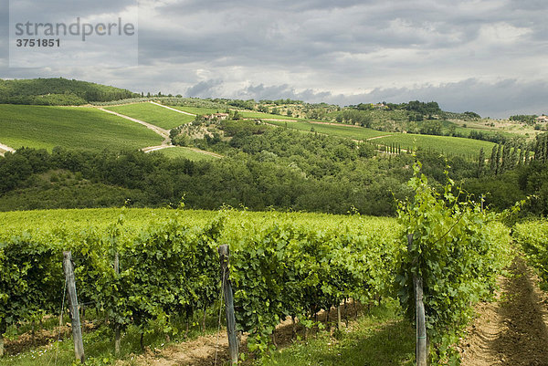 Typische Landschaft mit Weinbergen  Chianti  Toskana  Italien