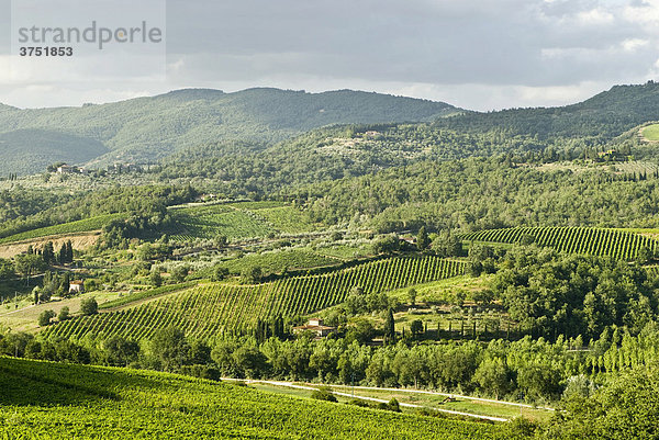 Typische Landschaft mit Weinbergen bei Panzano  Chianti  Toskana  Italien