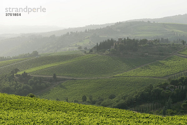 Typische Landschaft mit Weinbergen bei Panzano  Chianti  Toskana  Italien