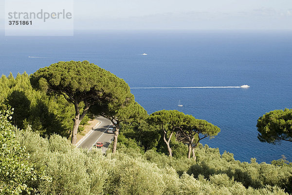 Küstenstraße  Pinien am Meer  Amalfiküste  Kampanien  Italien