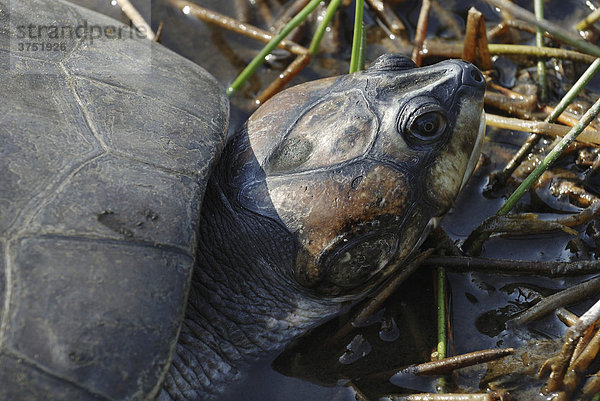 Kopf einer Terekay-Schienenschildkröte (Port: Tartaruga  Podocnemis unifilis)  Amazonasbecken  Brasilien