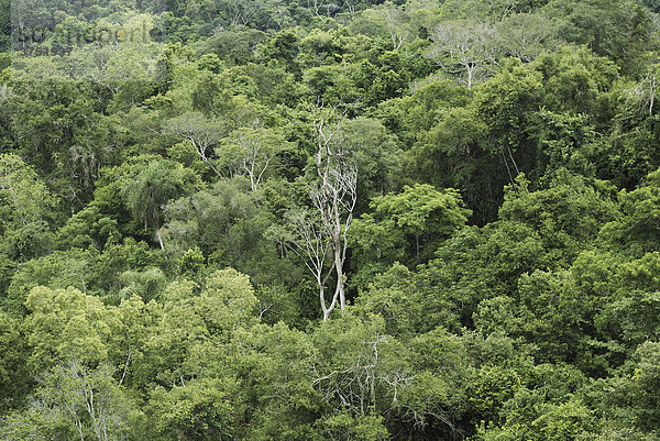 Tropischer Regenwald  Nationalpark Iguazu  Brasilien/Argentinien