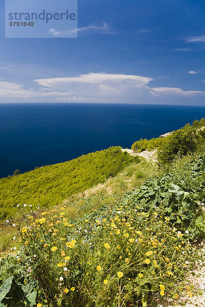 Coastal landscape  Mljet Island  Dubrovnik-Neretva  Dalmatia  Croatia  Europe