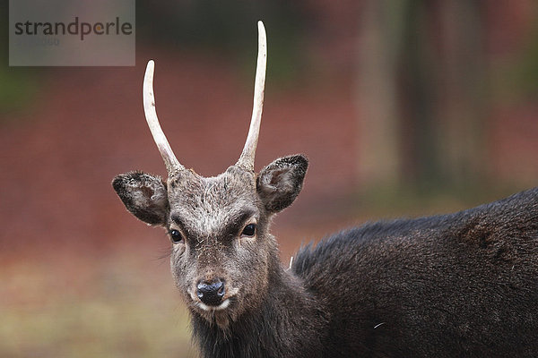 Sikahirsch (Cervus nippon)