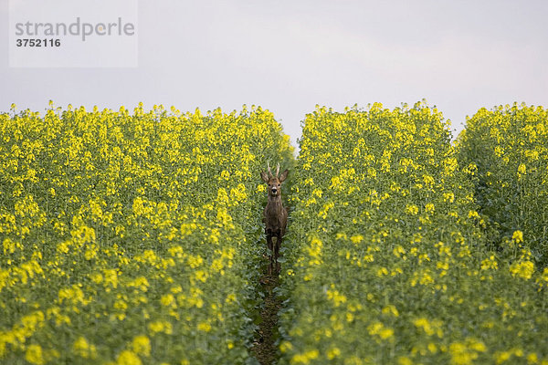 Reh (Capreolus capreolus) im blühenden Feld