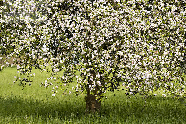 Blühender Apfelbaum (Malus domestica)