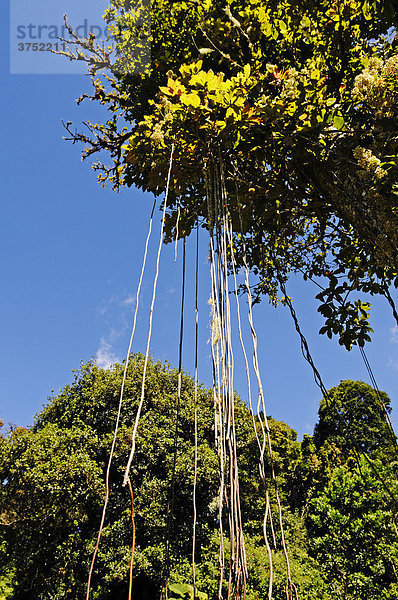 Baum mit Lianen im Juan Castro Blanco Nationalpark  Costa Rica  Mittelamerika