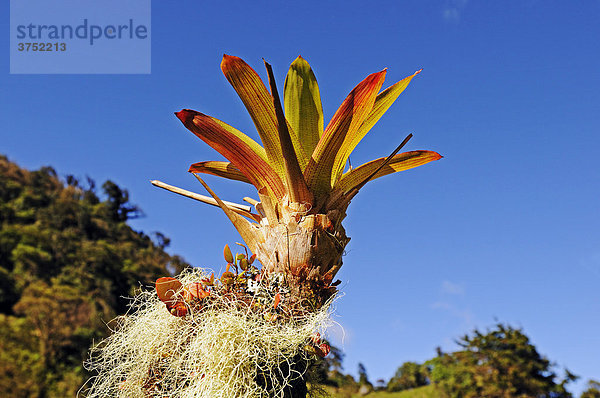 Epiphyt im Juan Castro Blanco Nationalpark  Costa Rica  Mittelamerika