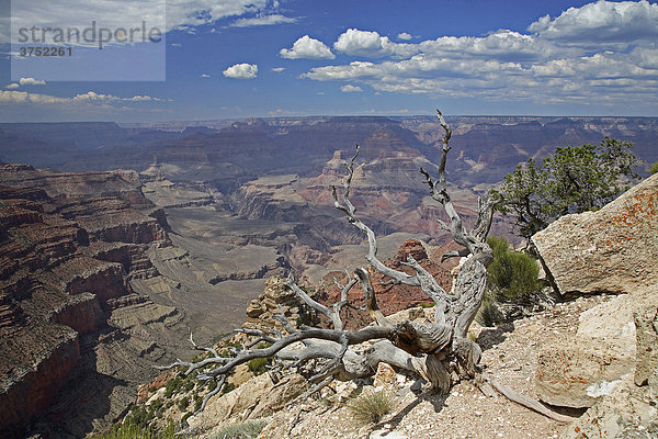 Yaki Point  Grand Canyon National Park  Arizona  USA