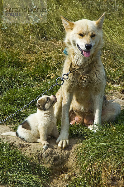 Schlittenhund  Grönlandhund mit Welpen (Canidae)  Grönland  Arktis