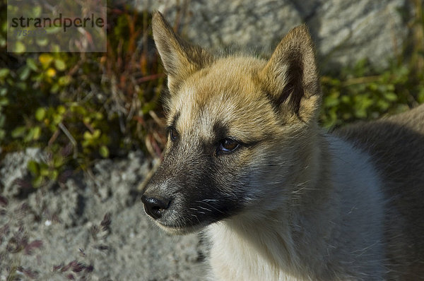 Schlittenhund  Grönlandhund (Canidae)  Grönland  Arktis