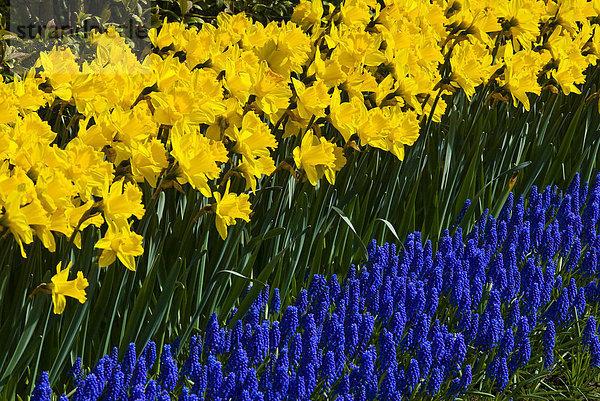 Narzissen (Narcissus) und Armenische Hyazynthen (Muscari Armeniacum)  Keukenhof  Holland  Niederlande  Europa