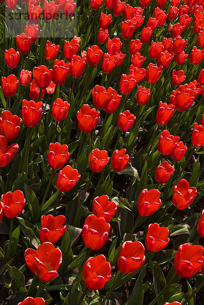 Tulpen (Tulipa)  Keukenhof  Holland  Niederlande  Europa