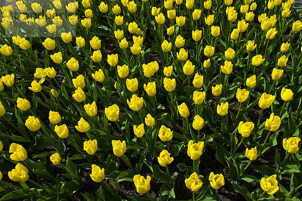 Tulpen (Tulipa)  Keukenhof  Holland  Niederlande  Europa