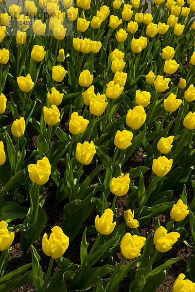 Tulpen (Tulipa)  Keukenhof  Holland  Niederlande  Europa