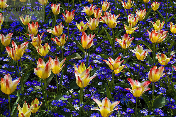 Tulpen (Tulipa)  Keukenhof  Holland  Niederlande  Europa