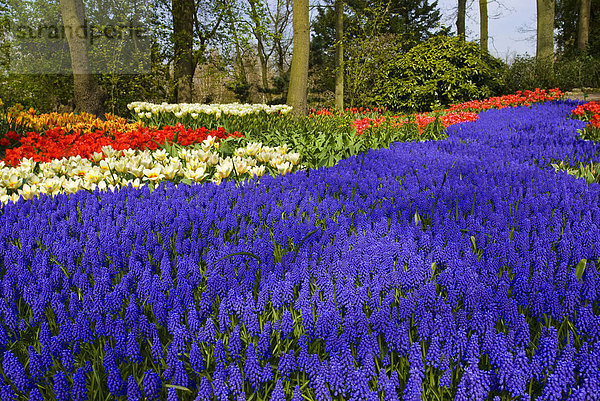 Armenische Hyazinthen (Muscari armeniacum) und Tulpen (Tulipa)  Gartenanlage  Keukenhof  Holland  Niederlande  Europa