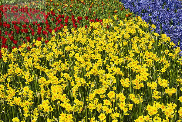 Bunte Blumenbeete im Keukenhof  Gartenanlage  Holland  Niederlande  Europa